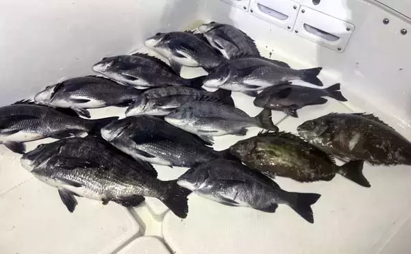 「極寒の真冬の夜でもクロダイが連発！　温排水エリアをルアーで狙い撃ち」の画像