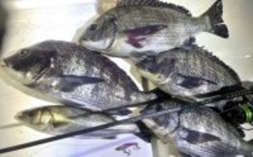 極寒の真冬の夜でもクロダイが連発！　温排水エリアをルアーで狙い撃ち