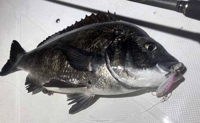 極寒の真冬の夜でもクロダイが連発！　温排水エリアをルアーで狙い撃ち