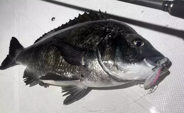 「極寒の真冬の夜でもクロダイが連発！　温排水エリアをルアーで狙い撃ち」の画像