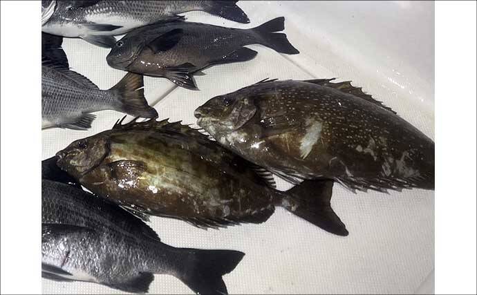 極寒の真冬の夜でもクロダイが連発！　温排水エリアをルアーで狙い撃ち