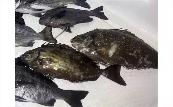 「極寒の真冬の夜でもクロダイが連発！　温排水エリアをルアーで狙い撃ち」の画像