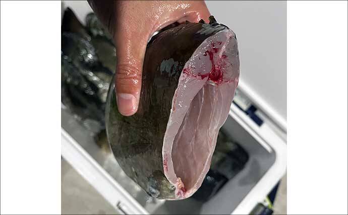 極寒の真冬の夜でもクロダイが連発！　温排水エリアをルアーで狙い撃ち