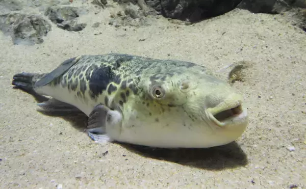 「鉄砲（てっぽう）と呼ばれるサカナたち　「当たると死ぬ」が由来？」の画像