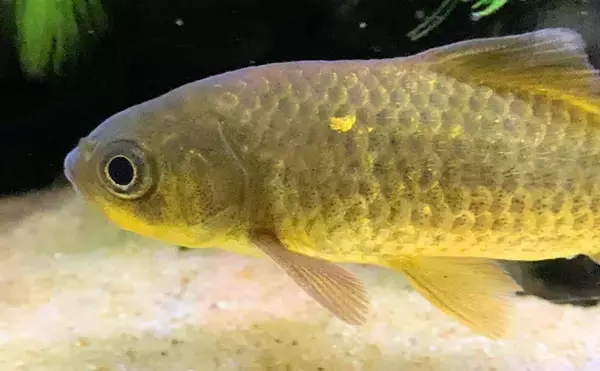 「鉄砲（てっぽう）と呼ばれるサカナたち　「当たると死ぬ」が由来？」の画像