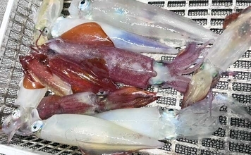 明るい時間はマダイで夜はヤリイカ53杯【響灘】夏の船釣りをガッツリ満喫！