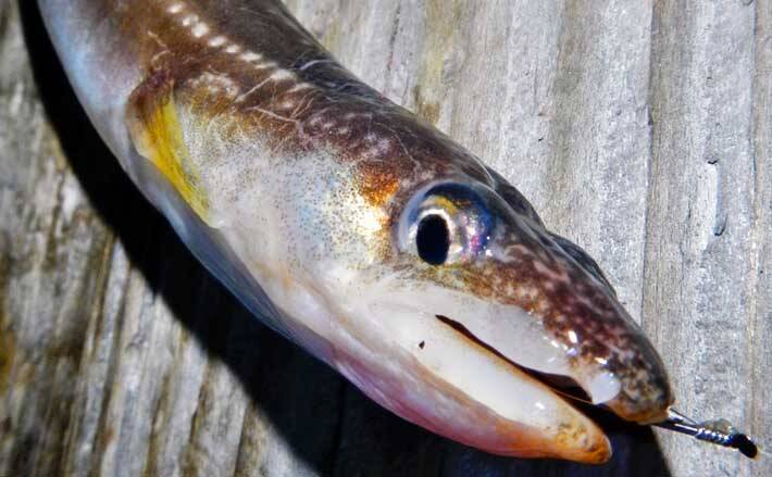 22年 堤防から狙う冬のアナゴ釣り解説 タックル 釣り方 捌き方 22年2月17日 エキサイトニュース 22年 堤防から狙う冬のアナゴ釣り解説 タックル 釣り方 捌き方 22年2月17日 エキサイトニュース