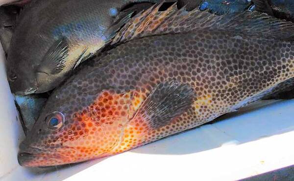 磯からエサ釣りでオオモンハタを狙う方法 底水温期はオキアミエサで 22年2月26日 エキサイトニュース