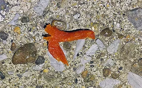 「ハゼ釣りでアタリが連発！ 天然成分100%の人口エサ【ポケミミズ】とは？」の画像