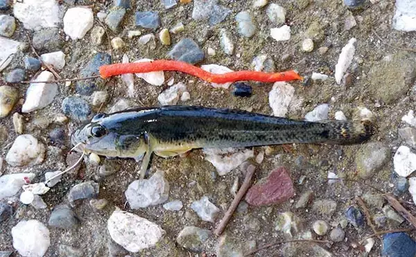 「ハゼ釣りでアタリが連発！ 天然成分100%の人口エサ【ポケミミズ】とは？」の画像