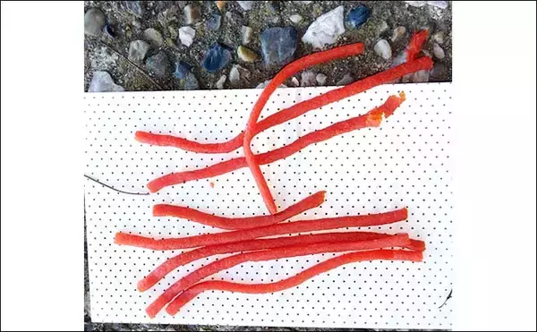 「ハゼ釣りでアタリが連発！ 天然成分100%の人口エサ【ポケミミズ】とは？」の画像