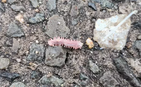 「「5,000円で始めよう！」初心者でも楽しいキス釣り入門ガイド【生態・タックル・釣り場・釣り方を解説】」の画像