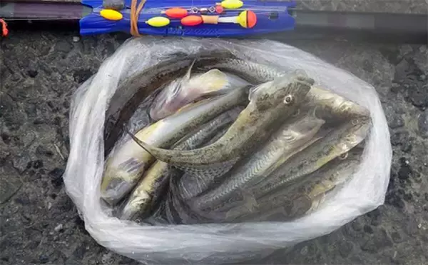 落ちハゼ釣りで13cm頭にマハゼ9匹をキャッチ【千葉】釣れれば良型率高め