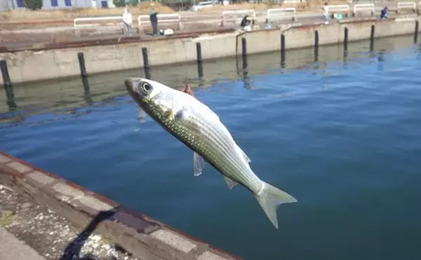 「落ちハゼ釣りで13cm頭にマハゼ9匹をキャッチ【千葉】釣れれば良型率高め」の画像