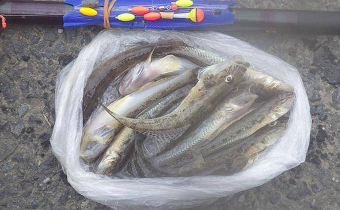 落ちハゼ釣りで13cm頭にマハゼ9匹をキャッチ【千葉】釣れれば良型率高め