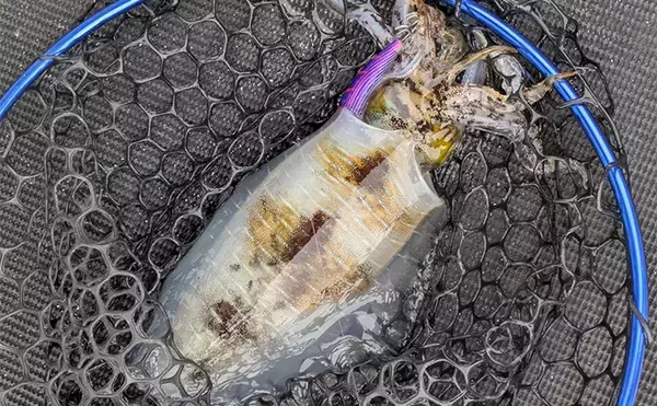 「自作の餌木でティップランエギングに挑戦【三重】3時間船中アタリ無しの結果は果たして」の画像