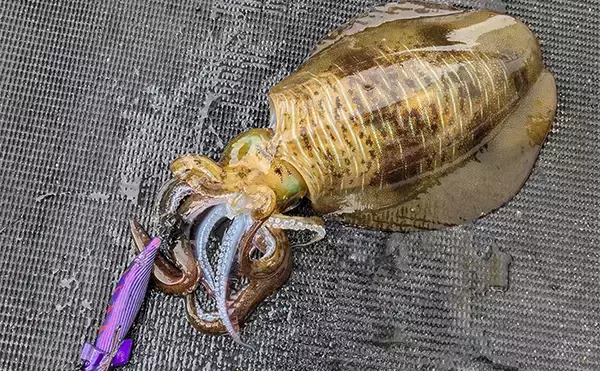 「自作の餌木でティップランエギングに挑戦【三重】3時間船中アタリ無しの結果は果たして」の画像