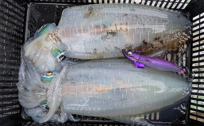 自作の餌木でティップランエギングに挑戦【三重】3時間船中アタリ無しの結果は果たして