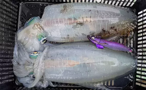 「自作の餌木でティップランエギングに挑戦【三重】3時間船中アタリ無しの結果は果たして」の画像