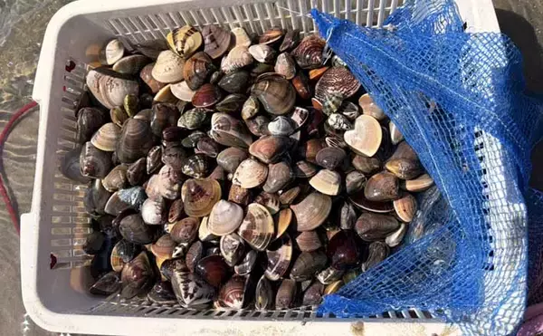 三河湾の潮干狩りでアサリとハマグリ採取に成功【東幡豆潮干狩り場】今年はアサリが優勢か？