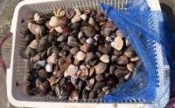 三河湾の潮干狩りでアサリとハマグリ採取に成功【東幡豆潮干狩り場】今年はアサリが優勢か？