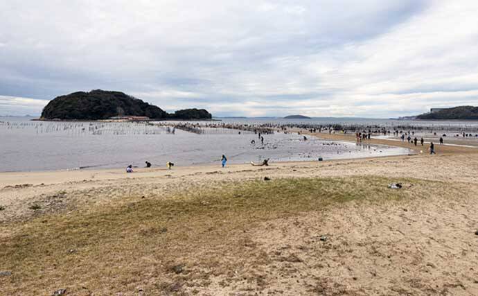 三河湾の潮干狩りでアサリとハマグリ採取に成功【東幡豆潮干狩り場】今年はアサリが優勢か？