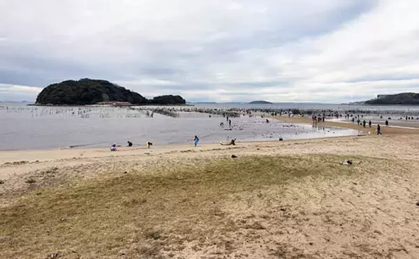 「三河湾の潮干狩りでアサリとハマグリ採取に成功【東幡豆潮干狩り場】今年はアサリが優勢か？」の画像