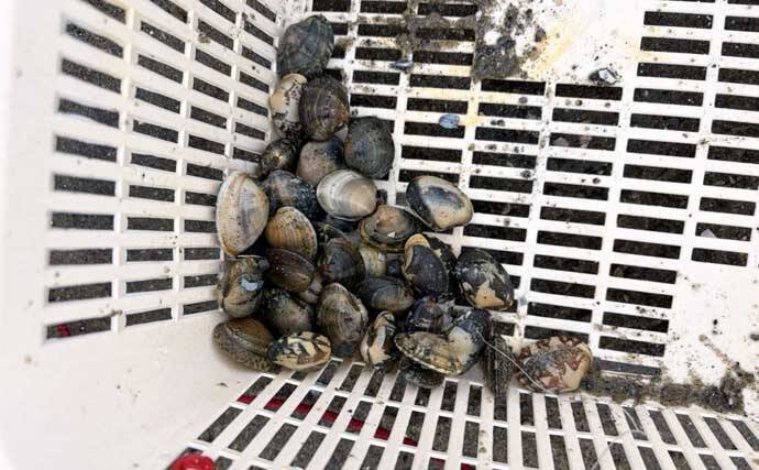 三河湾の潮干狩りでアサリとハマグリ採取に成功【東幡豆潮干狩り場】今年はアサリが優勢か？