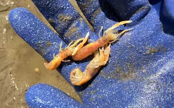 「三河湾の潮干狩りでアサリとハマグリ採取に成功【東幡豆潮干狩り場】今年はアサリが優勢か？」の画像