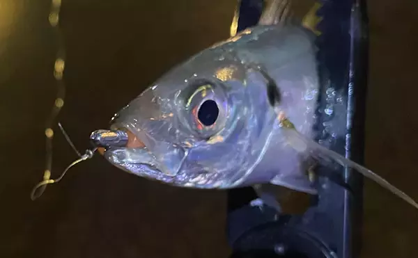 「梅雨の釣りは小雨と大雨で何が違う？」 魚の活性を左右する海中変化を解説