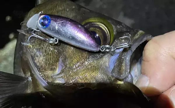 「「梅雨の釣りは小雨と大雨で何が違う？」 魚の活性を左右する海中変化を解説」の画像