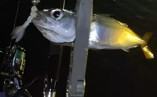 「「梅雨の釣りは小雨と大雨で何が違う？」 魚の活性を左右する海中変化を解説」の画像