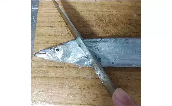 「釣魚「おつまみ」レシピ：小型タチウオの唐揚げ　捌き不要の骨切りでOK」の画像
