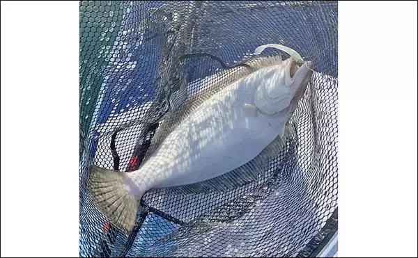 「遠州灘SUPルアーフィッシングで2日間でマゴチ＆ヒラメ10匹と爆釣【愛知・豊橋】」の画像