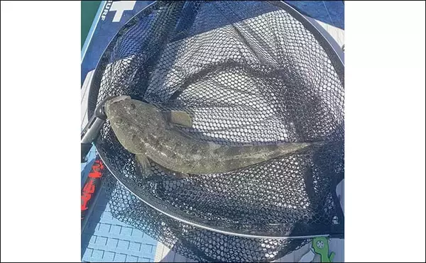 「遠州灘SUPルアーフィッシングで2日間でマゴチ＆ヒラメ10匹と爆釣【愛知・豊橋】」の画像