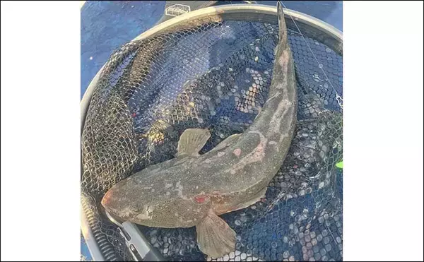 「遠州灘SUPルアーフィッシングで2日間でマゴチ＆ヒラメ10匹と爆釣【愛知・豊橋】」の画像