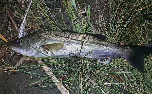 「「釣り人の頭皮が危ない？」釣り場に潜む脅威から髪の毛を守る方法を解説」の画像