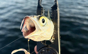 陸っぱりルアー釣りでサバを狙う「サバゲーム」攻略法　アシストフックでヒット率UP！