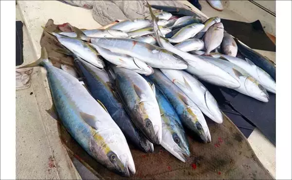 「【沖釣り釣果速報】ヒラマサ8尾がズラリ！鷹島沖の落とし込み釣りで良型が揃い踏み（長崎・佐賀）」の画像