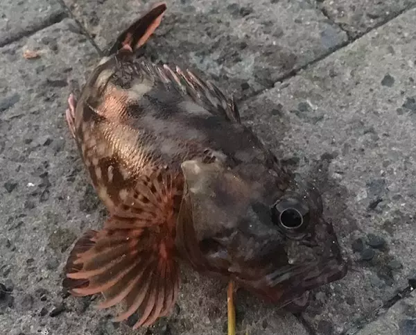 「『穴釣り』で海釣り入門のススメ　釣れるポイントの見極め方3選」の画像