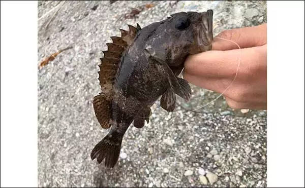 「『穴釣り』で海釣り入門のススメ　釣れるポイントの見極め方3選」の画像