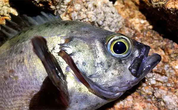 「『穴釣り』で海釣り入門のススメ　釣れるポイントの見極め方3選」の画像