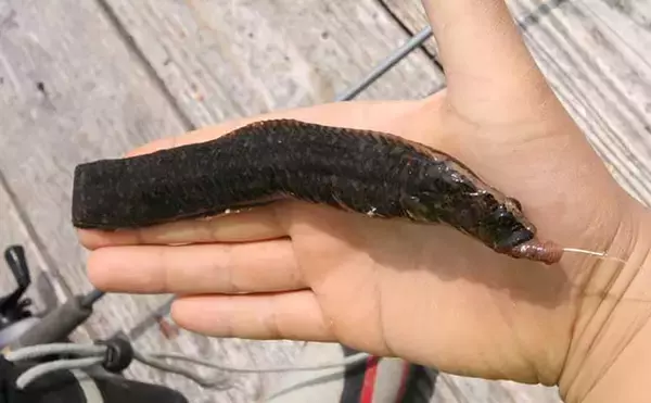 「『穴釣り』で海釣り入門のススメ　釣れるポイントの見極め方3選」の画像