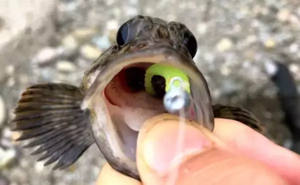 「『穴釣り』で海釣り入門のススメ　釣れるポイントの見極め方3選」の画像