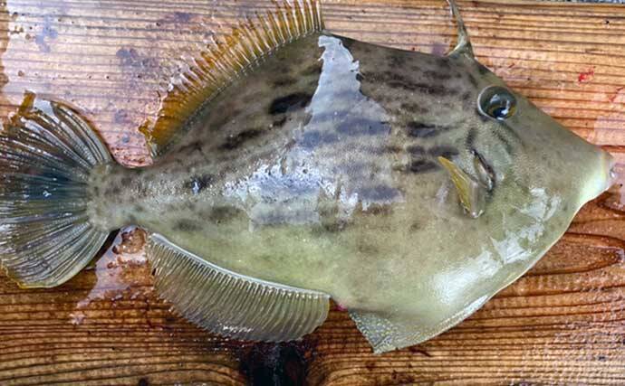 キモ好き釣り女子がオススメする カワハギの肝を美味しく食べる方法 22年1月28日 エキサイトニュース 2 2