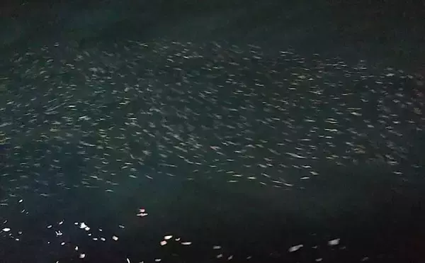 「係留船スタイルの夜タチウオ釣り満喫　ジギングで本命にスズキにムツ」の画像