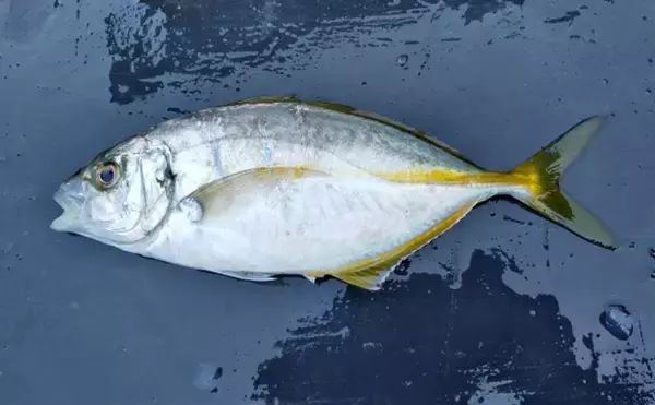 「釣り人的には有名だけど一般的にほぼ無名な『カイワリ』は小さな高級魚」の画像