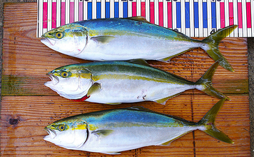 明石沖ボートジギングでハマチ3匹手中【兵庫】ジグの色よりも動きで食わす作戦が成功