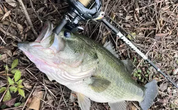 「五三川バス釣りで一線を越えた！」誰もが二度見するランカー52cm捕獲【岐阜】