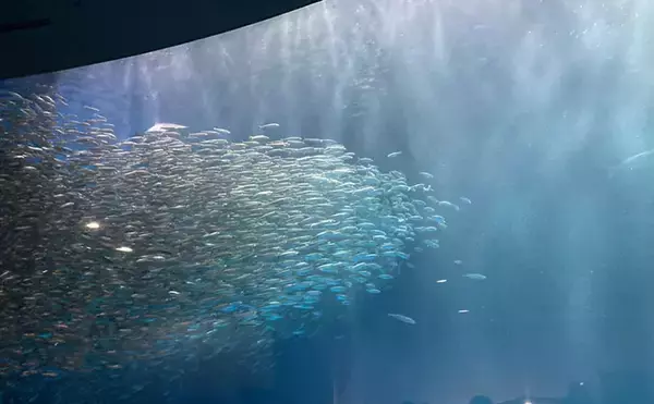 「自宅で魚を飼い始めたい！」 家族に理解してもらうための説明手順と方法とは？